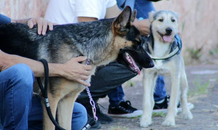 Caravana da Saúde Animal terá castração, vacinação e orientações para tutores de pets em Cotia