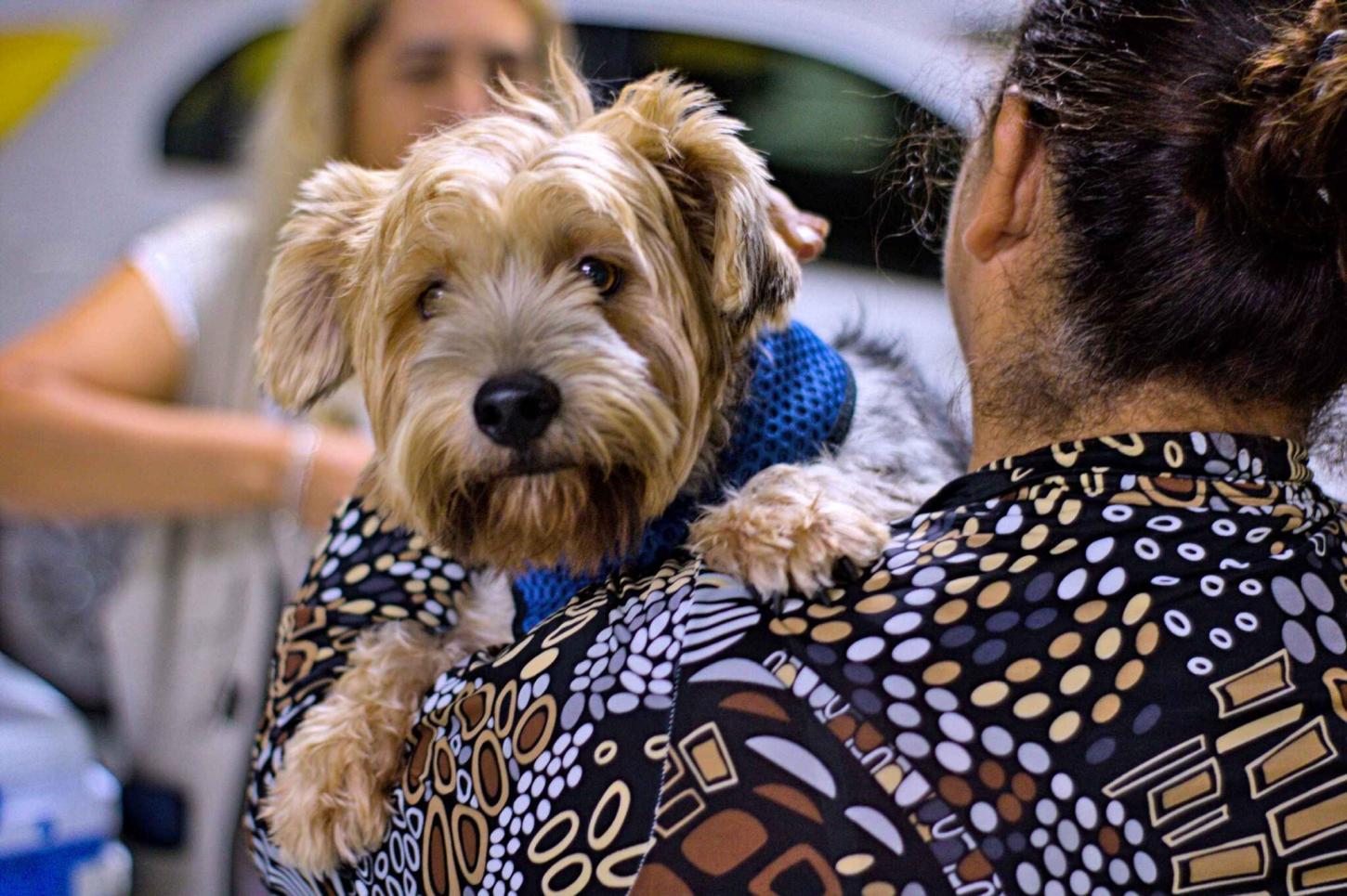 Vacinação antirrábica para cães e gatos já pode ser agendada
