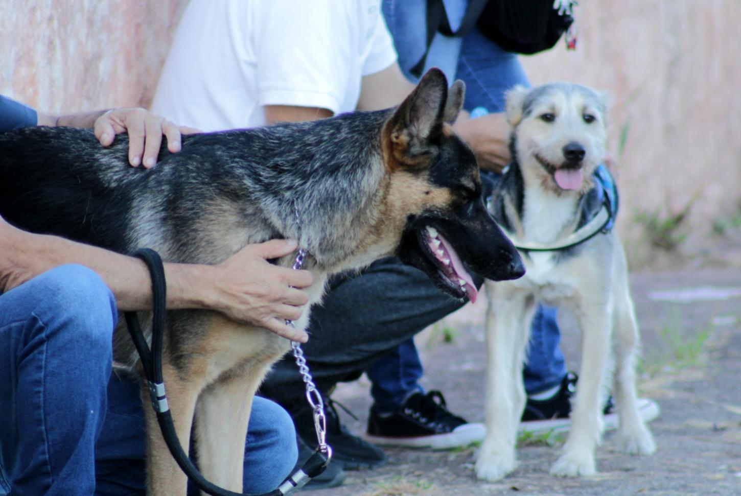 Caravana da Saúde Animal terá castração, vacinação e orientações para tutores de pets em Cotia